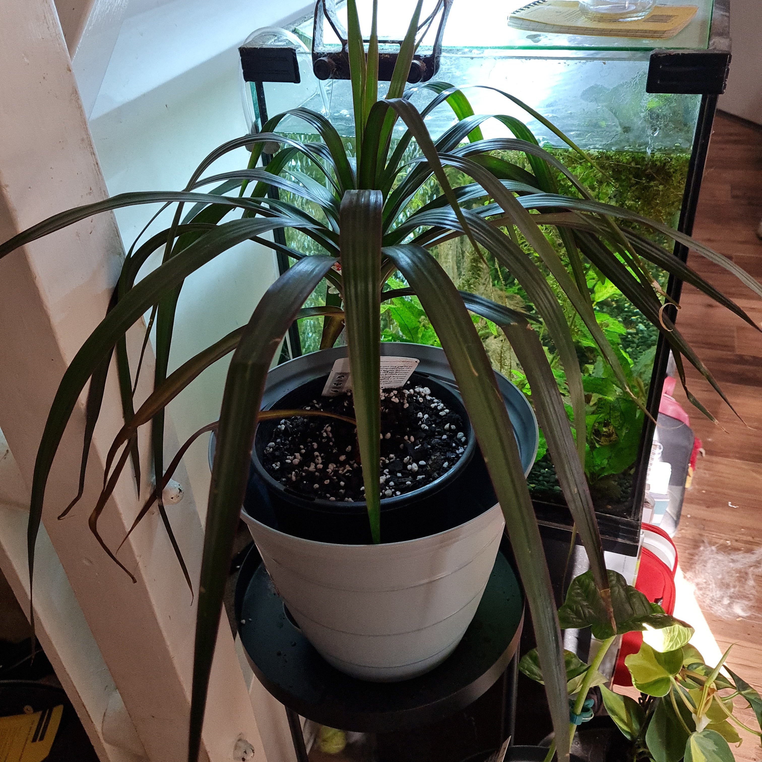 Best Soil Potting Mix for Dracaena marginata 'Bicolor'