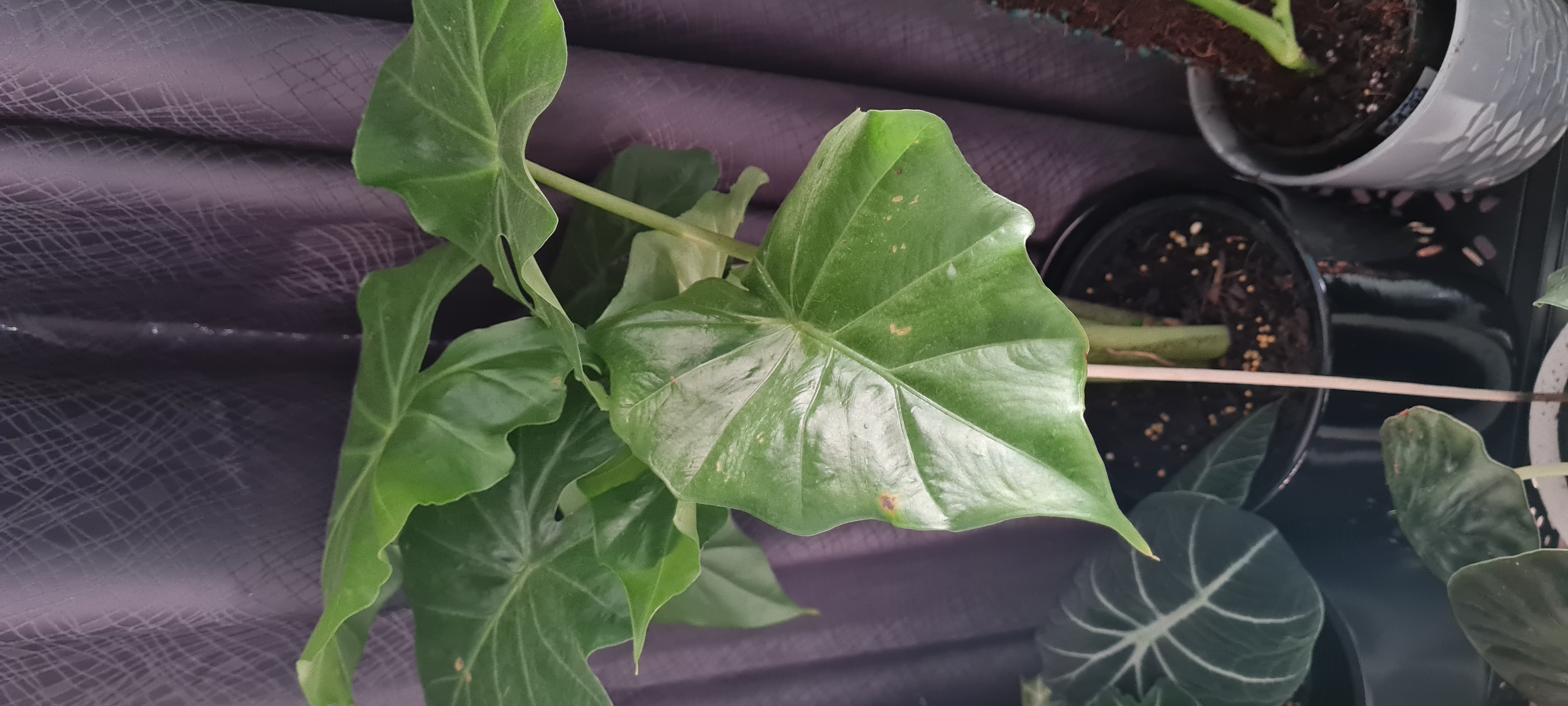 Alocasia 'Portora' plant with large green leaves in a pot. Soil is visible.