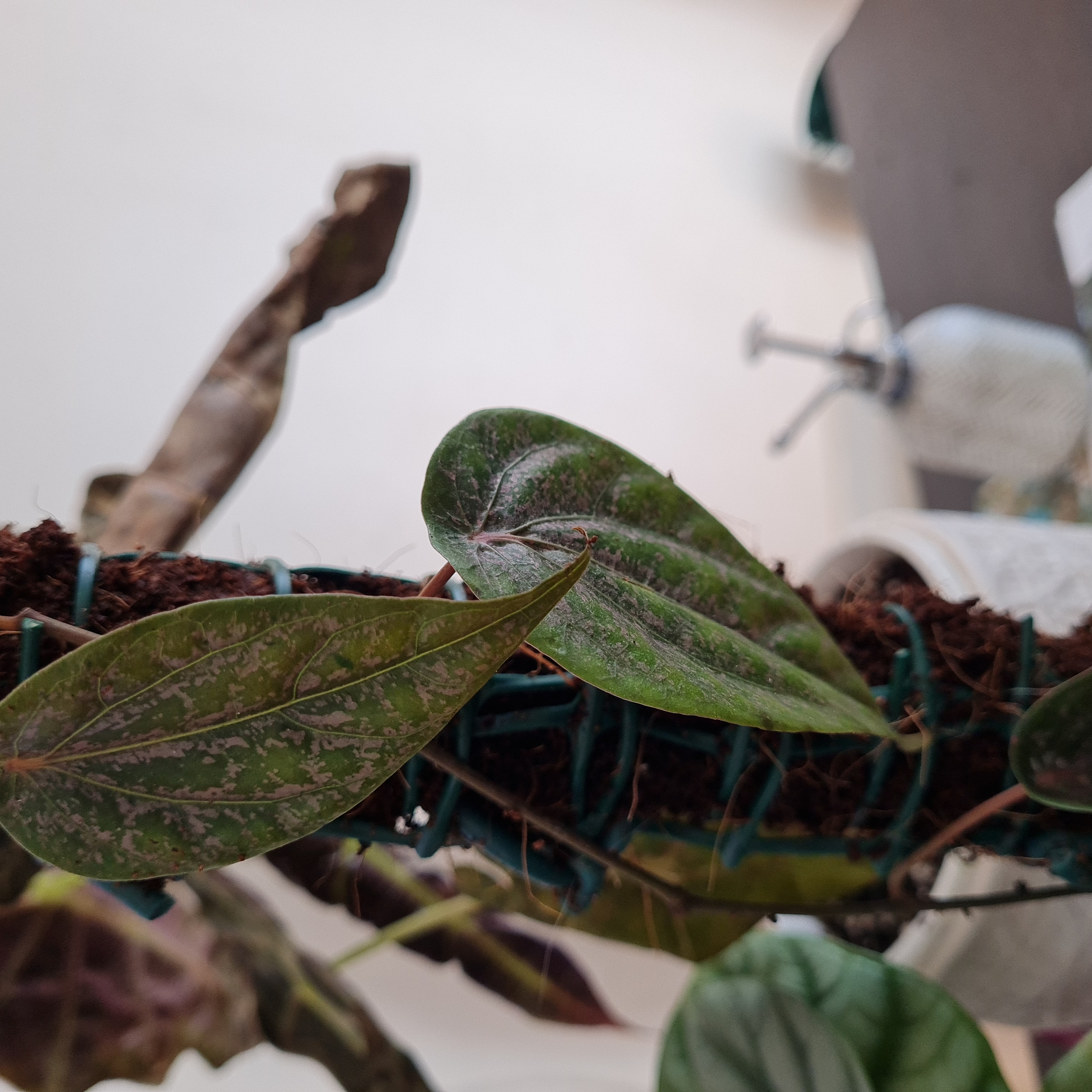 Red Betel plant with green leaves showing some discoloration and browning.