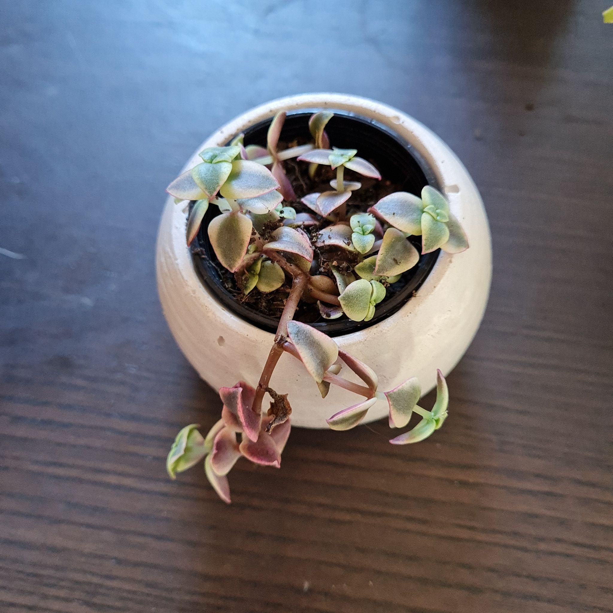 Potted Calico Kitten plant with heart-shaped leaves, some with pinkish hue.