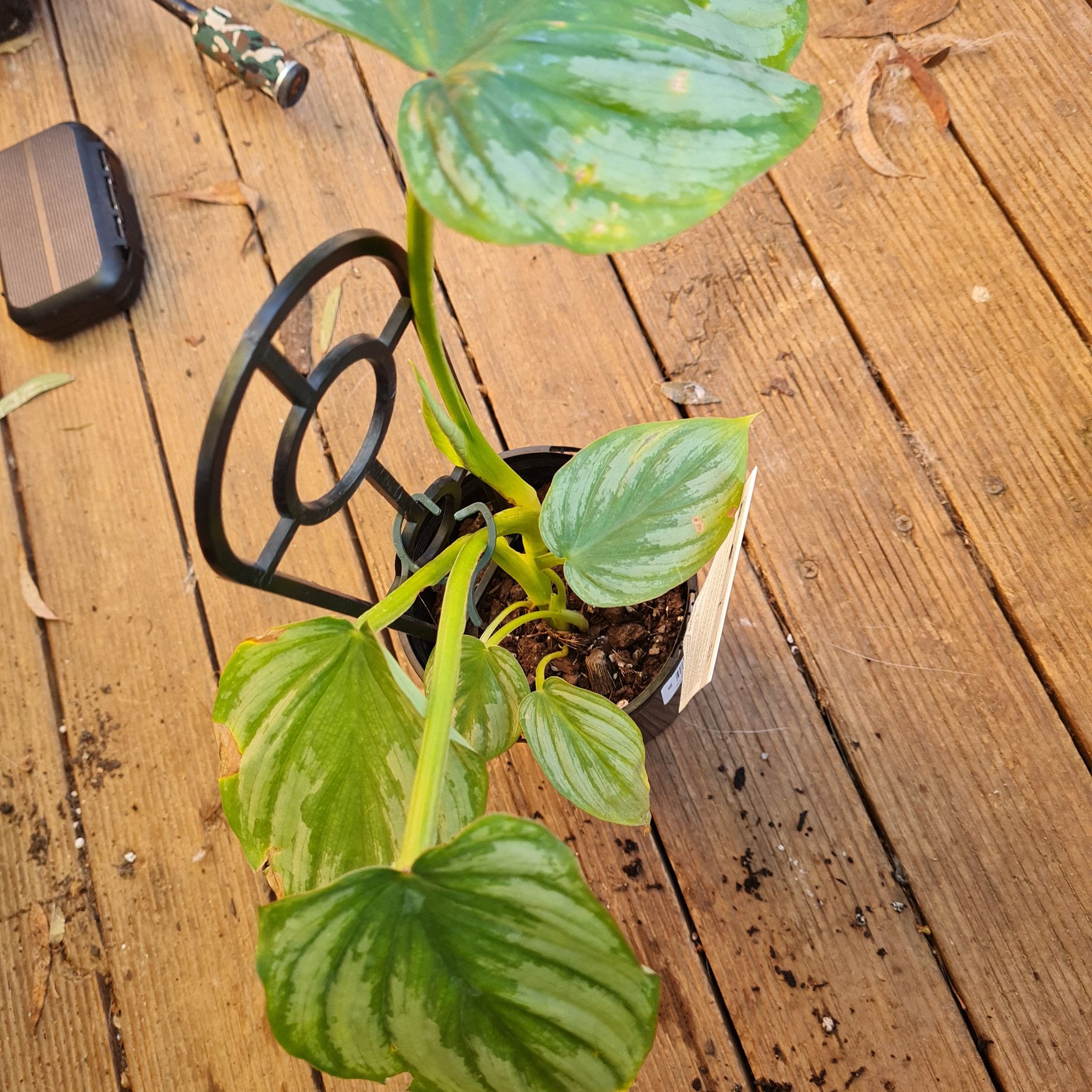 Philodendron mamei plant in a pot with some yellowing and browning leaves on a wooden surface.