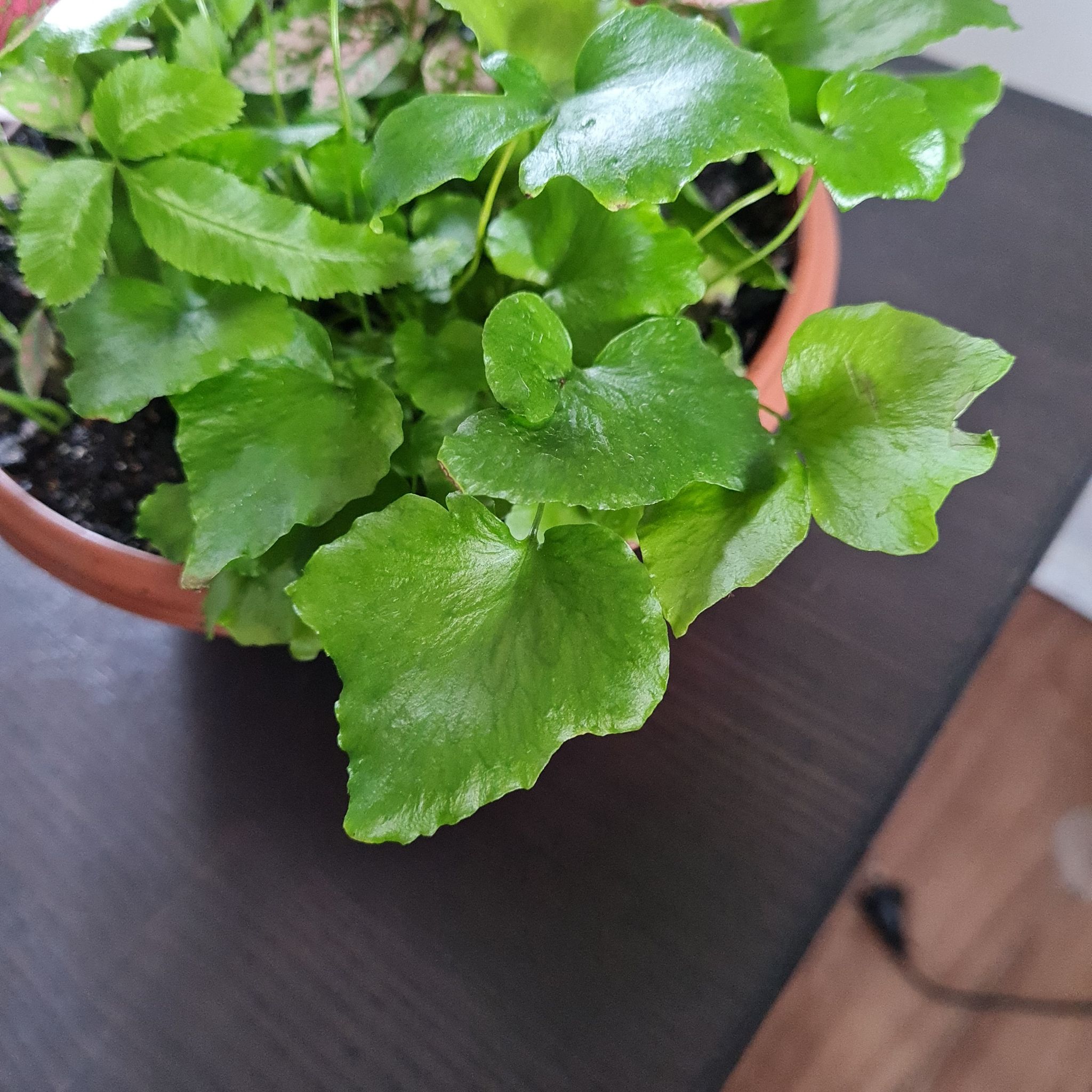 Healthy House Holly-Fern plant in a pot with green leaves.