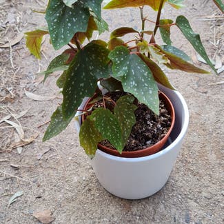 Angel Wing Begonia plant in Wanniassa, Australian Capital Territory