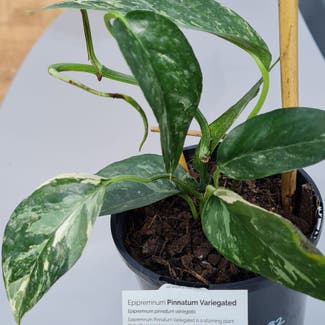 Variegated Epipremnum pinnatum plant in Wanniassa, Australian Capital Territory