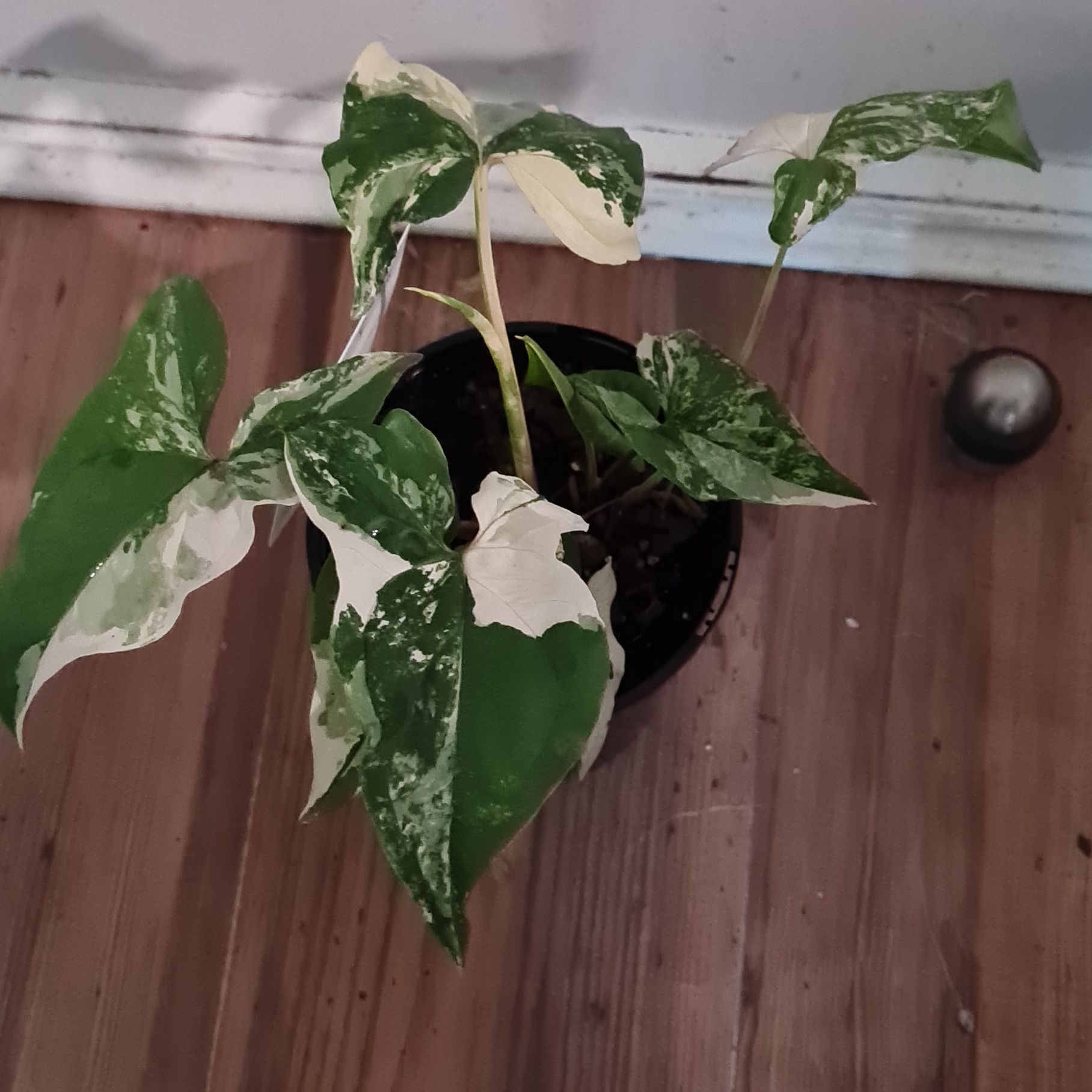 Photo of the plant species Syngonium Fantasy by @AlocasiaAddict named Fantasia on Greg, the plant care app