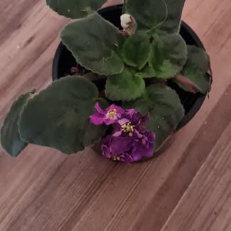 Kenyan Violet plant in Wanniassa, Australian Capital Territory