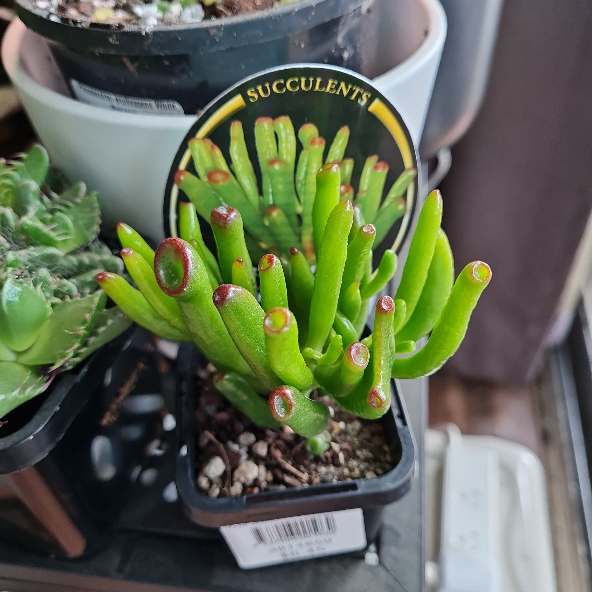 Photo of the plant species Crassula Ovata Ladyfingers by @AlocasiaAddict named Wormy on Greg, the plant care app