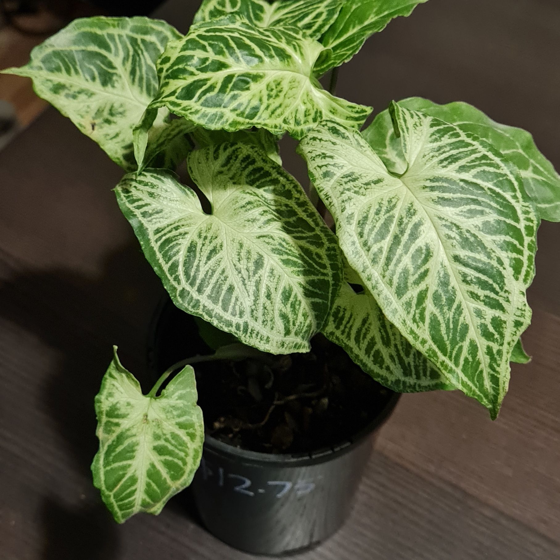 Syngonium 'Batik' plant with variegated leaves in a black pot.