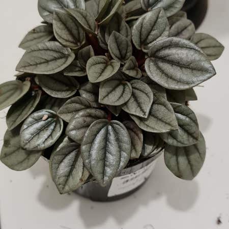 Photo of the plant species Peperomia milano by @AlocasiaAddict named Milo on Greg, the plant care app