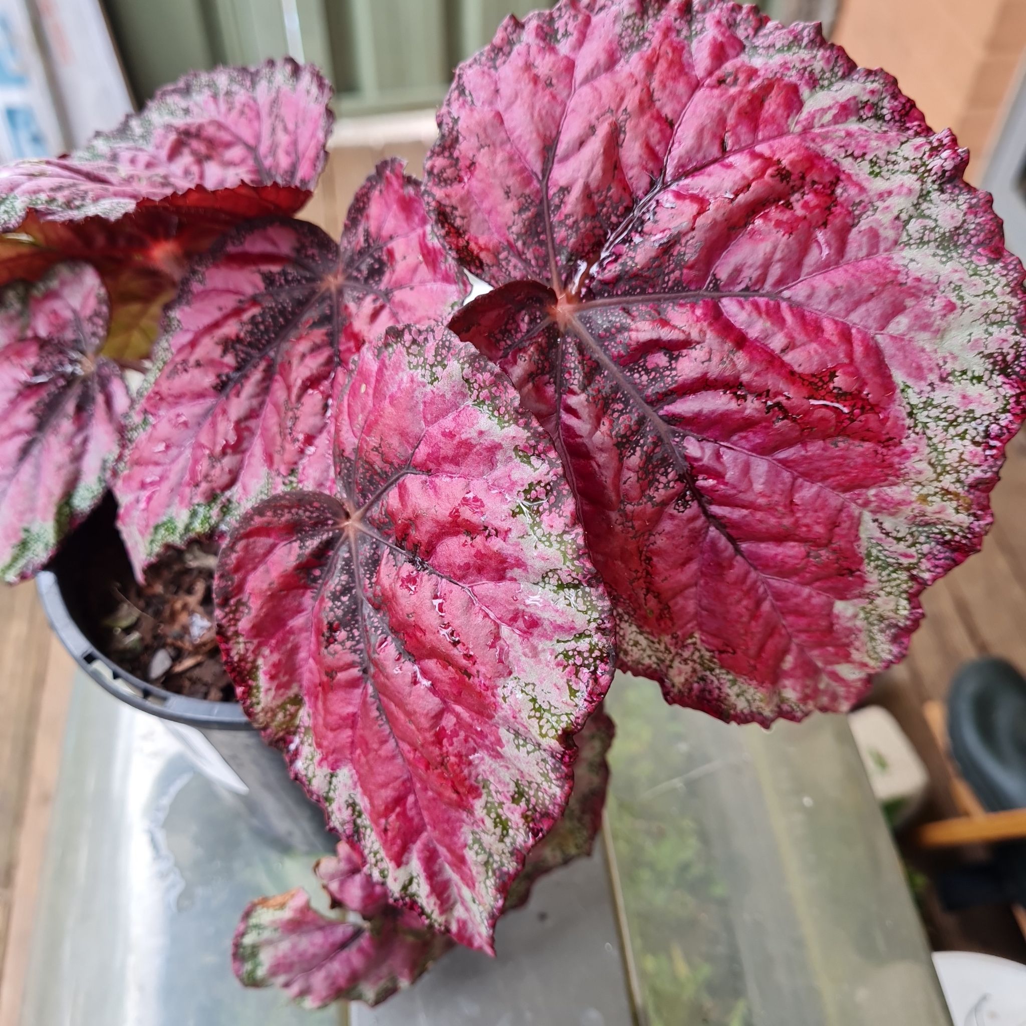 Photo of the plant species Rex Begonia by @AlocasiaAddict named Burgundy on Greg, the plant care app