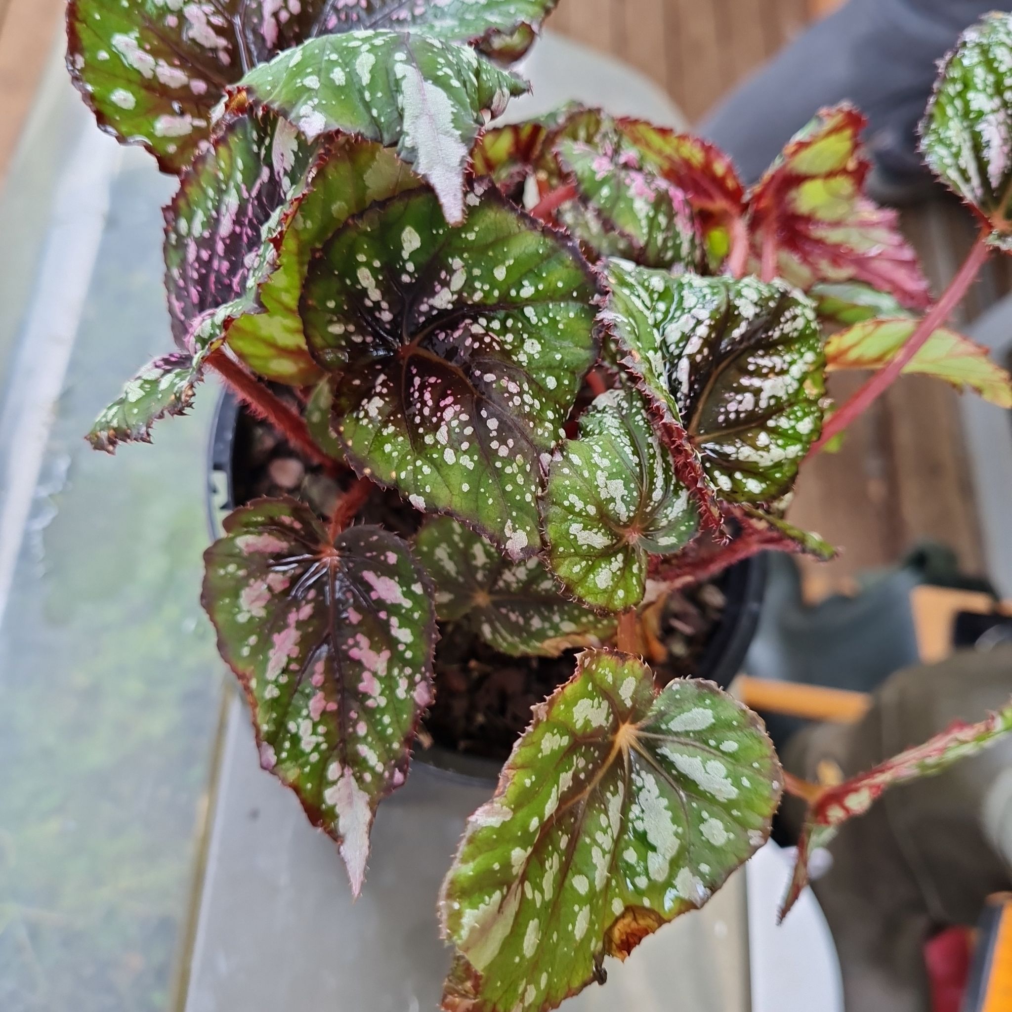 Photo of the plant species Rex Begonia by @AlocasiaAddict named Speckles on Greg, the plant care app
