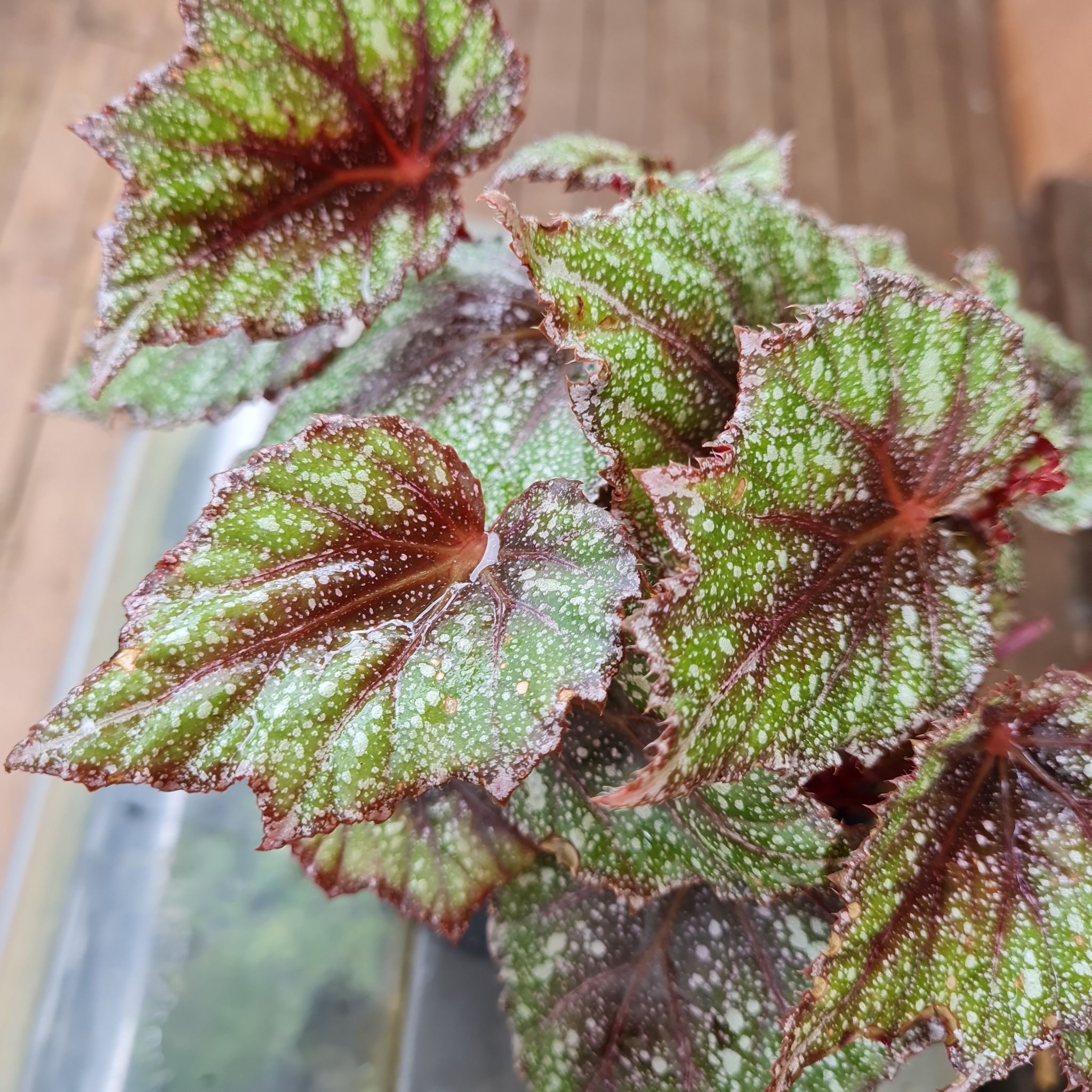 Photo of the plant species Rex Begonia by @AlocasiaAddict named Spatter on Greg, the plant care app