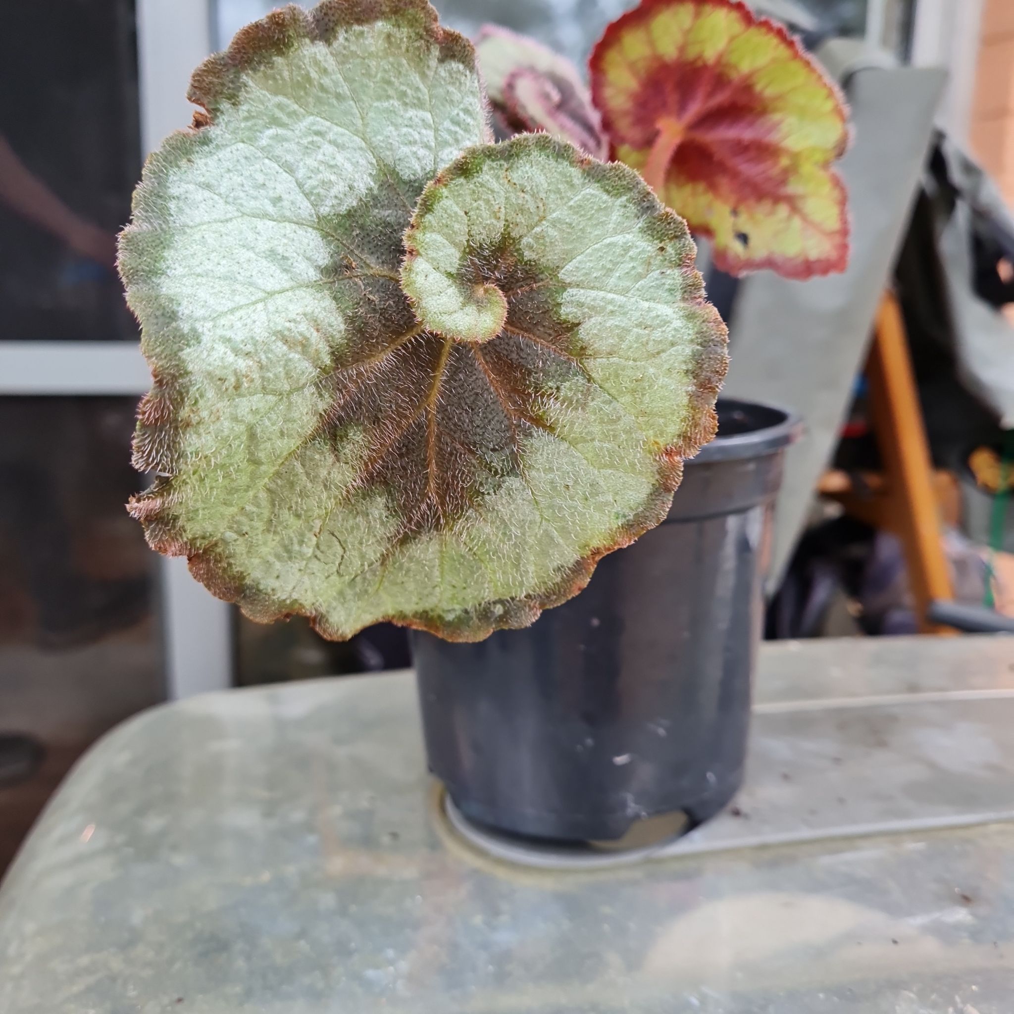 Rex Begonia 'Escargot' plant with spiral-shaped leaves in a black pot.