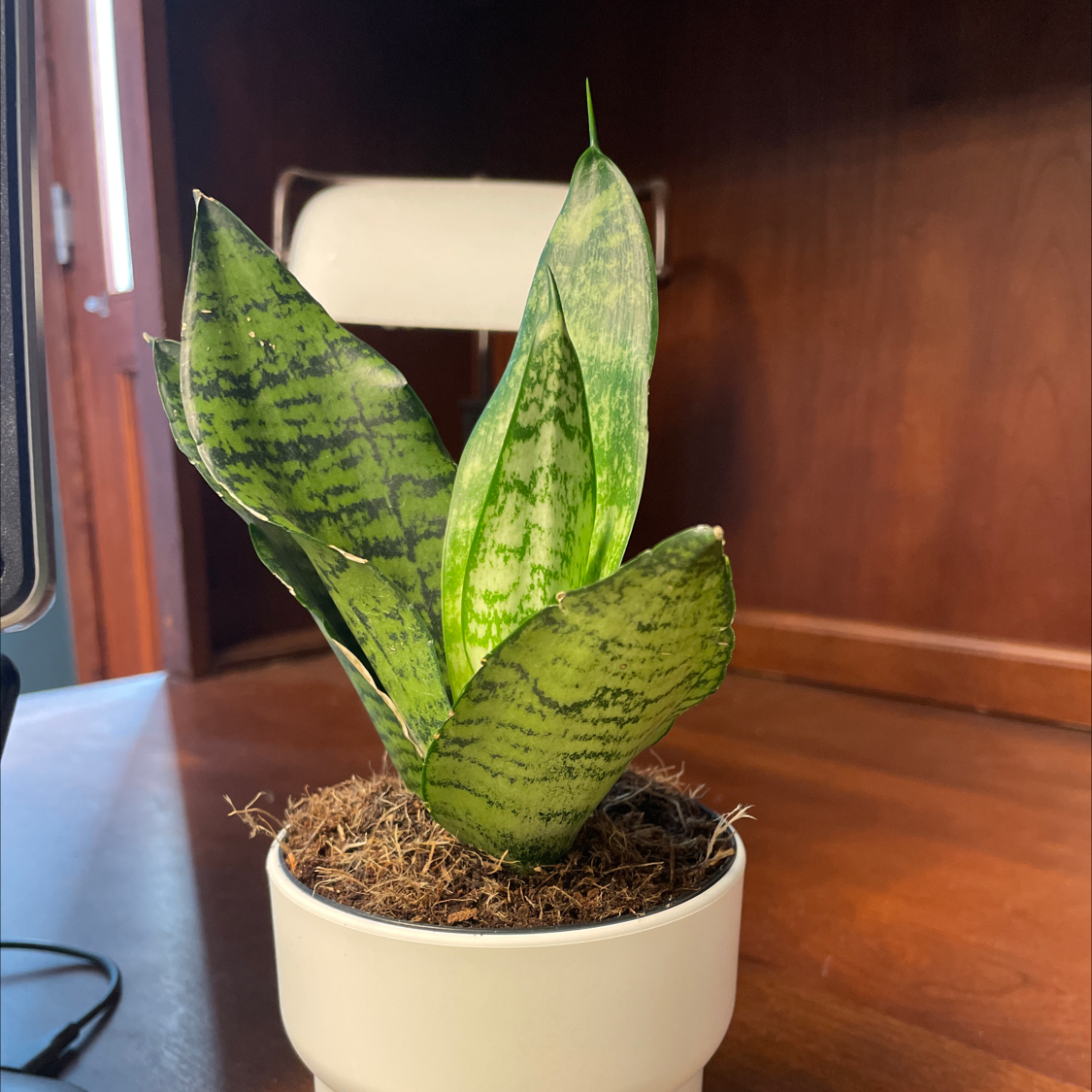 Snake Plant plant photo by @lshel named lil snakey boi on Greg, the plant care app.