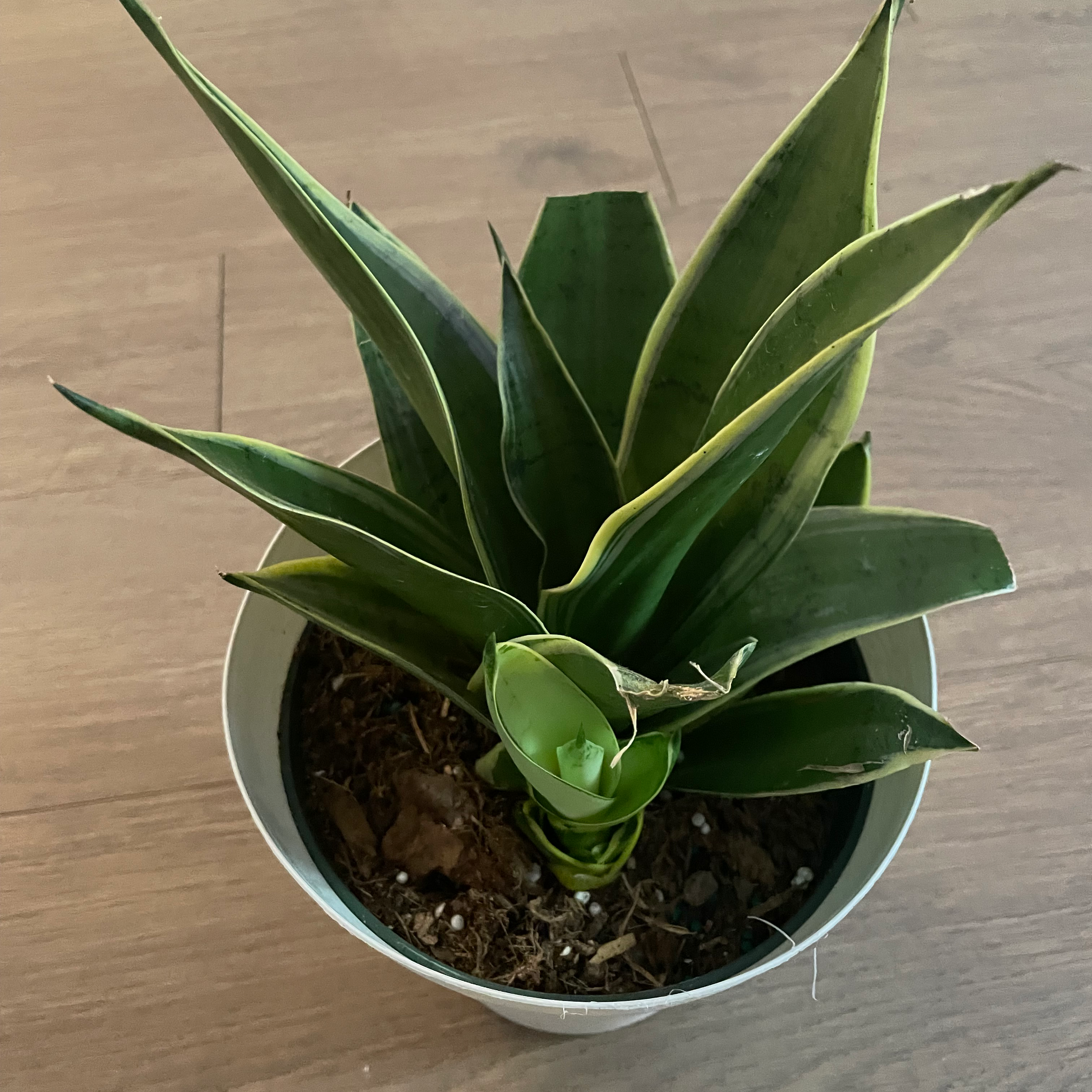 Sansevieria Night Owl plant in a pot with healthy green leaves.