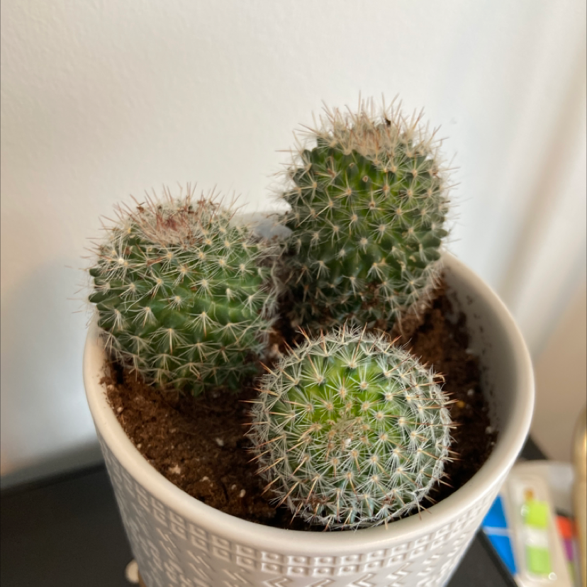 Potted Little Nipple Cactus with three healthy cacti, visible soil, well-framed and in focus.