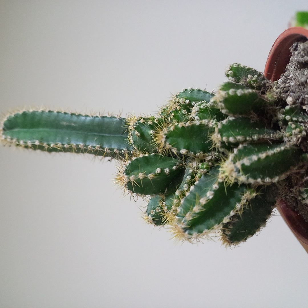 Columnar Cactus in a pot with visible soil, appears healthy.