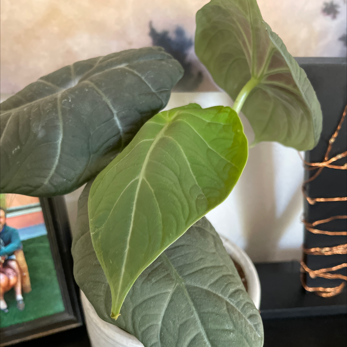 Potted New Guinea Shield plant with large, broad green leaves.