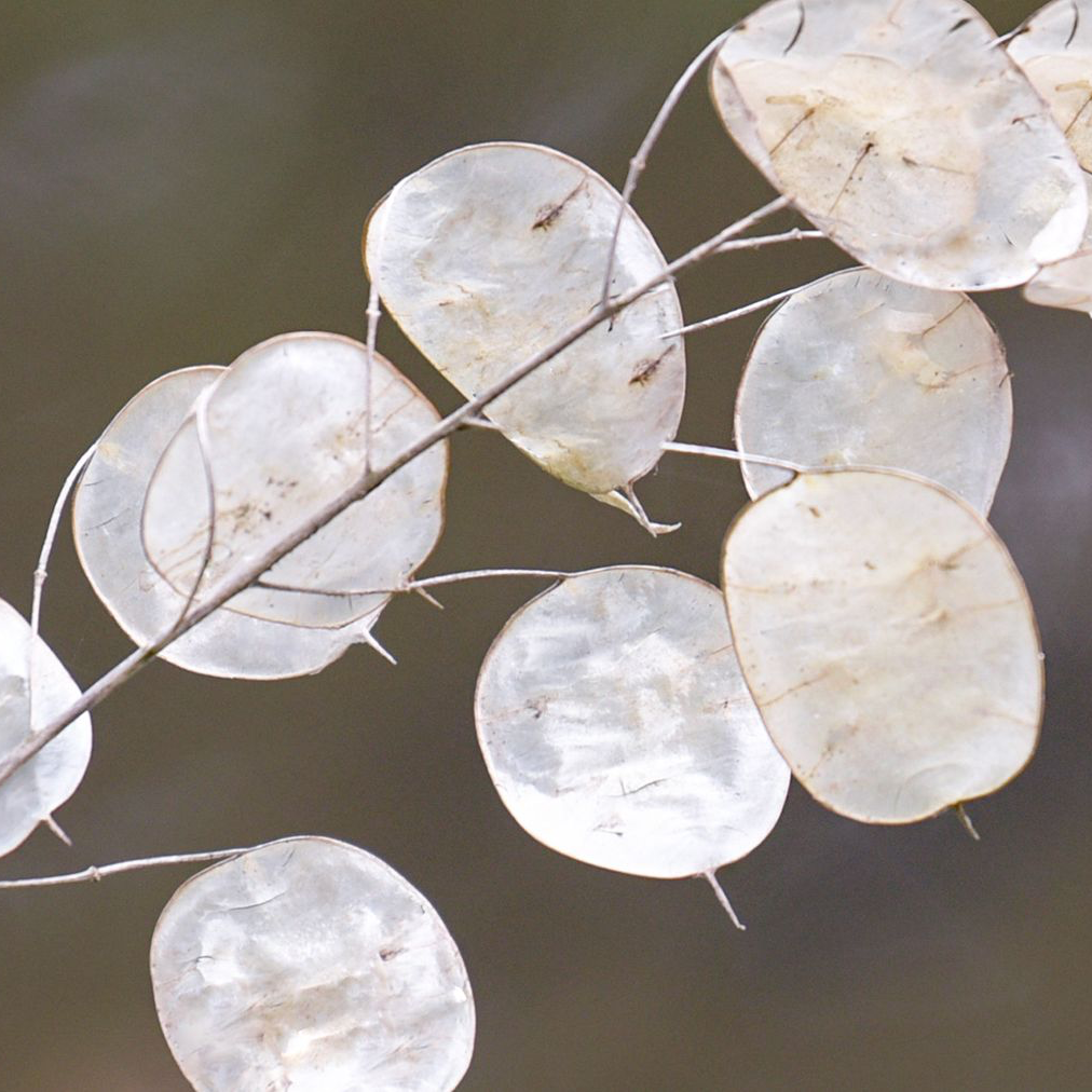 Close-up of translucent seed pods of Annual Honesty (Lunaria annua).