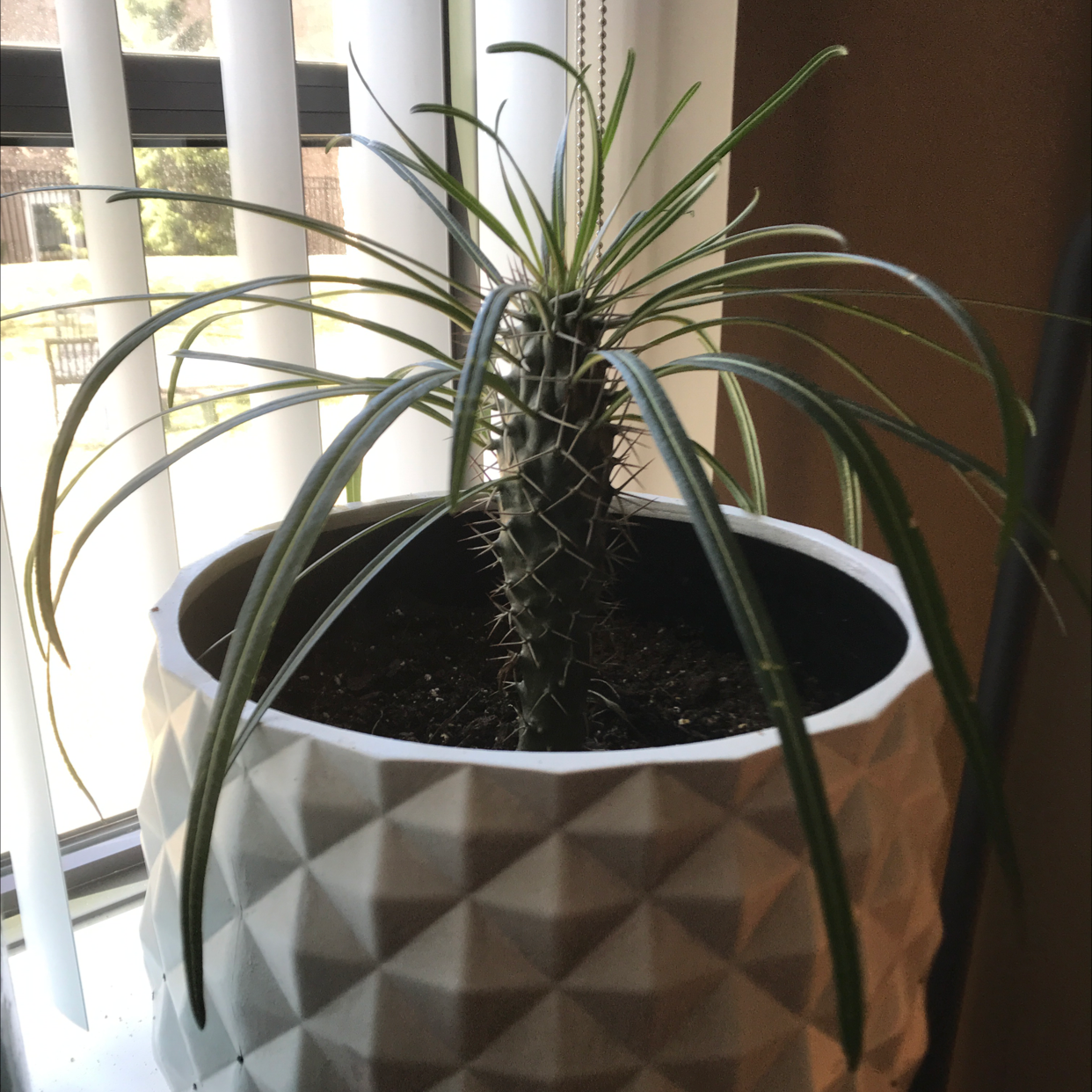 Madagascar Palm in a white textured pot near a window, appears healthy.