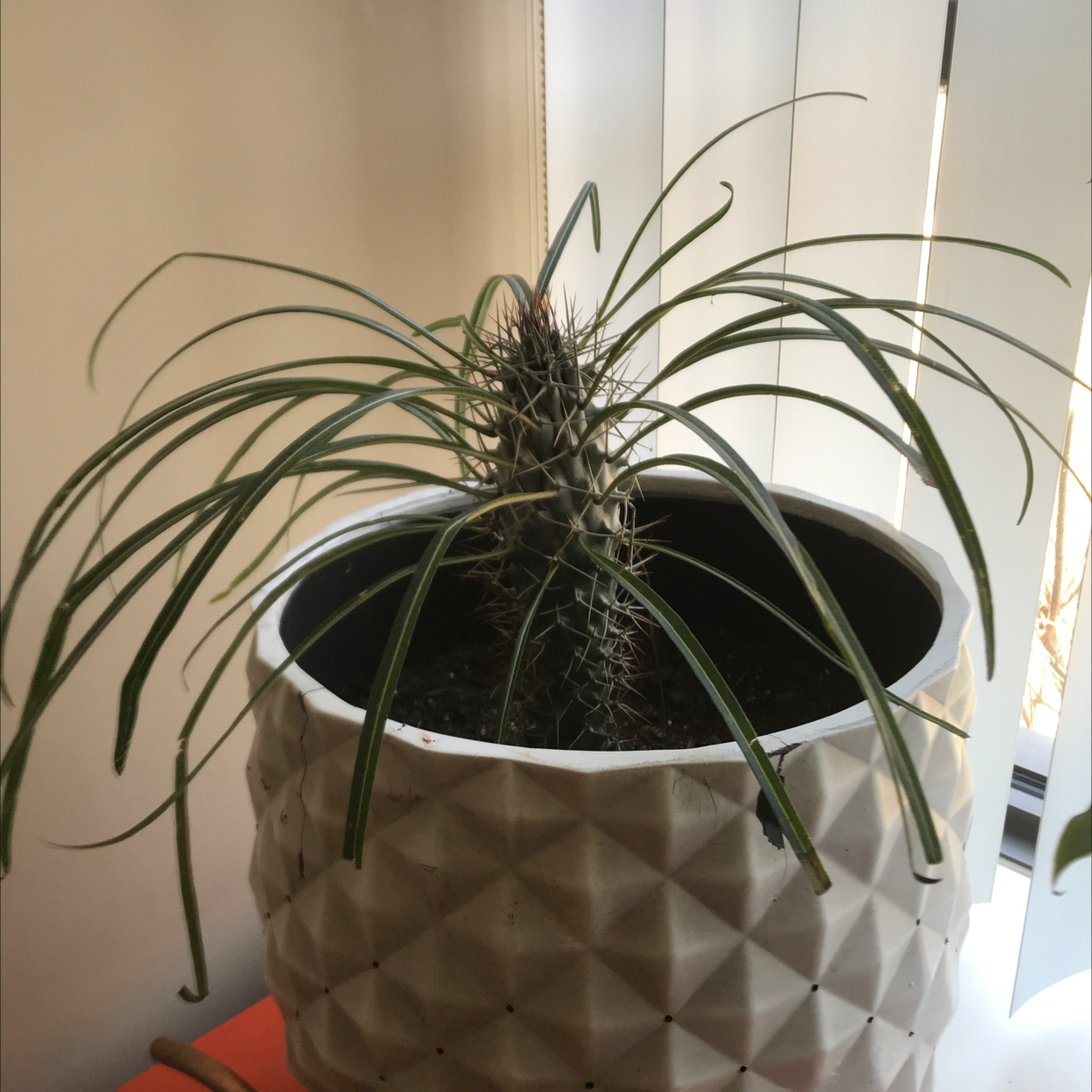 why-are-my-madagascar-palm-leaves-curling