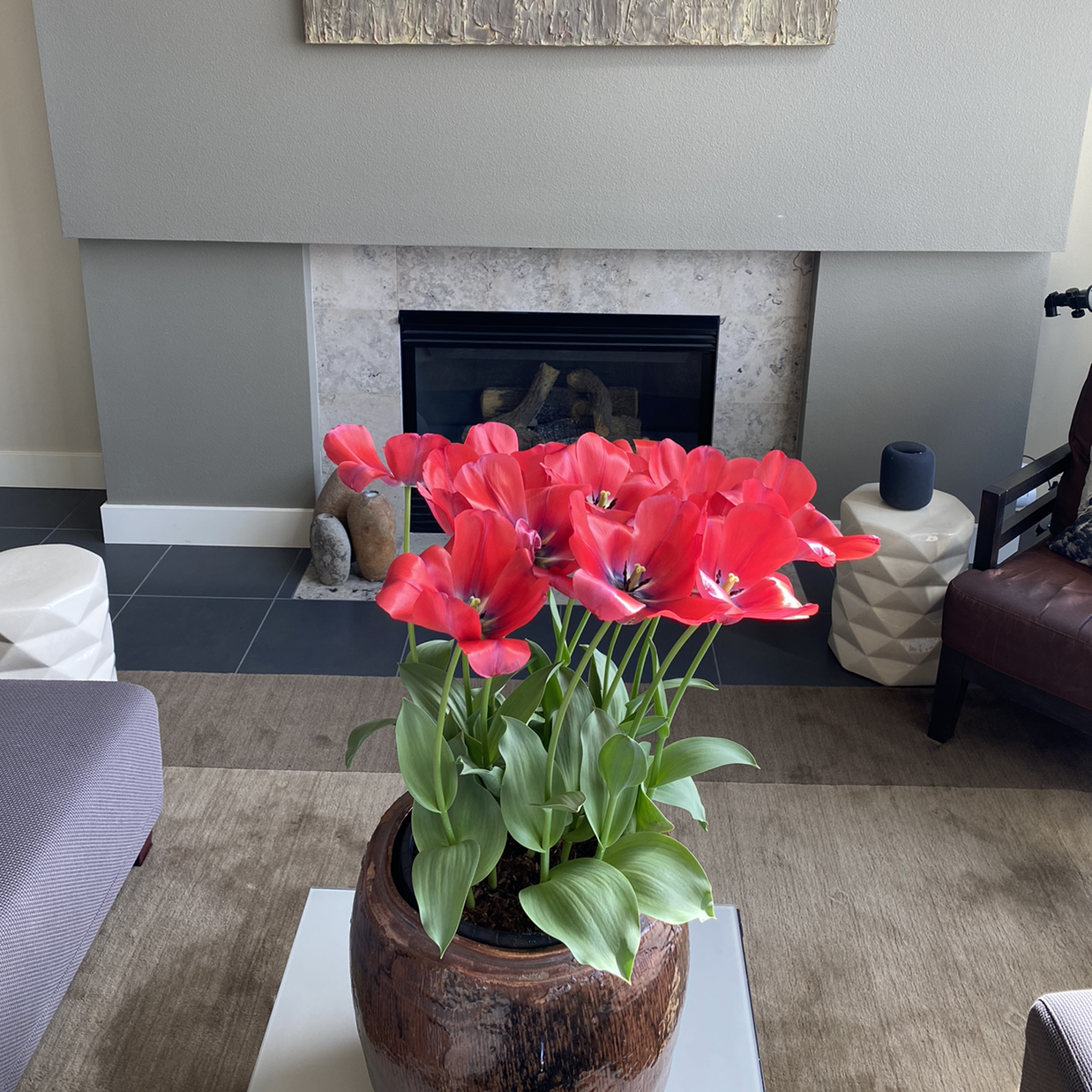 Potted Garden Tulip with vibrant red flowers in an indoor setting.