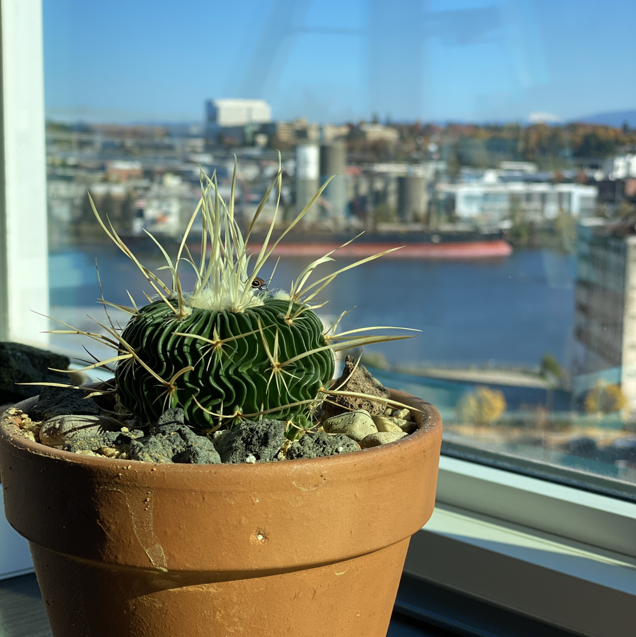 Photo of the plant species Brain Cactus by @Leslie named Spike on Greg, the plant care app