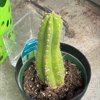 Bolivian Torch Cactus plant in San Antonio, Texas
