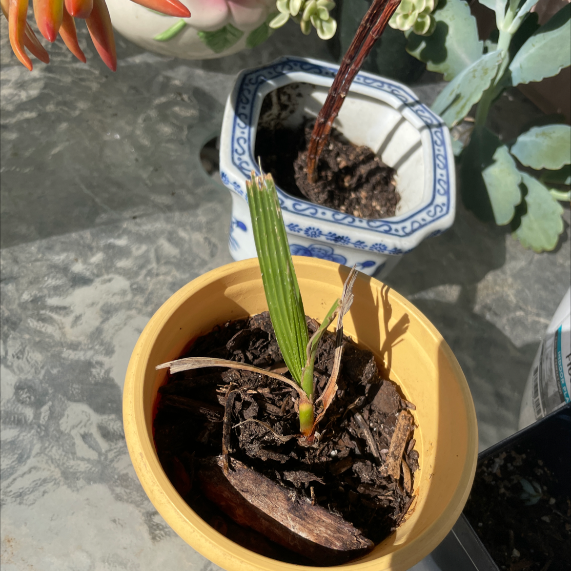 Young Mexican Fan Palm in a small pot with visible soil, well-framed and in focus.