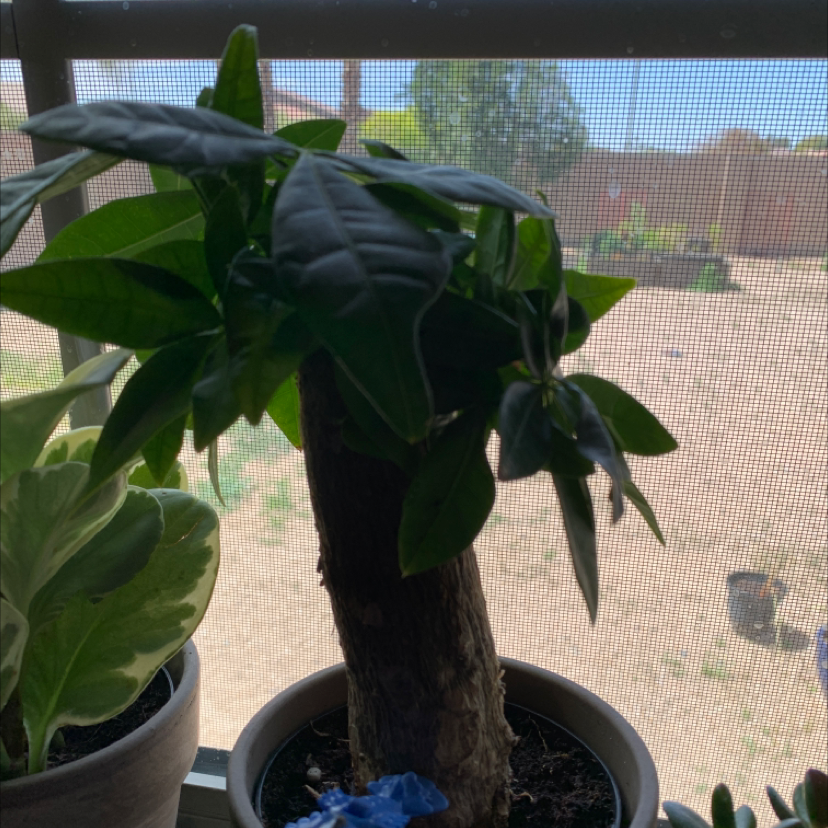 Money Tree plant photo by Kristina named Your plant on Greg, the plant care app.