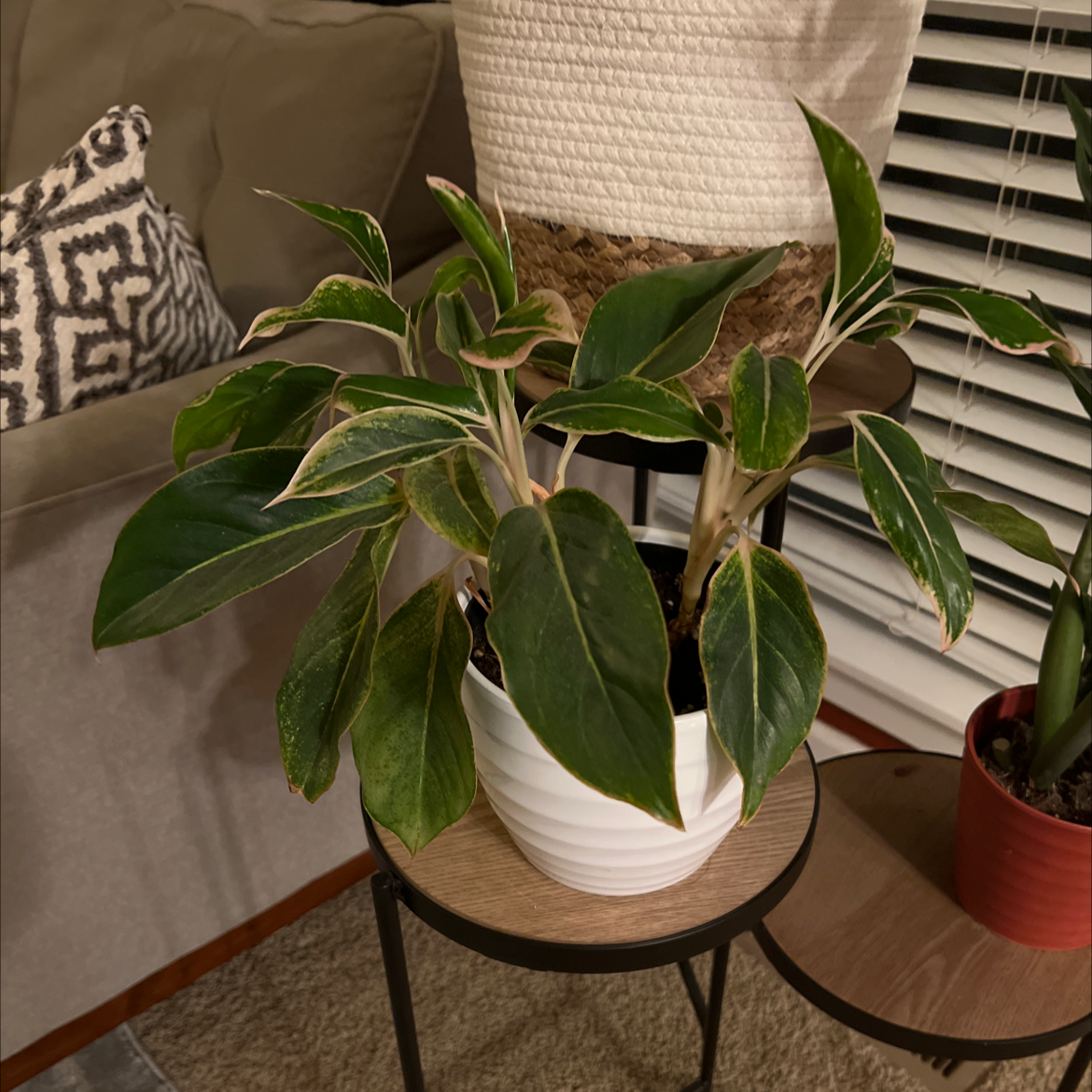 Your plant