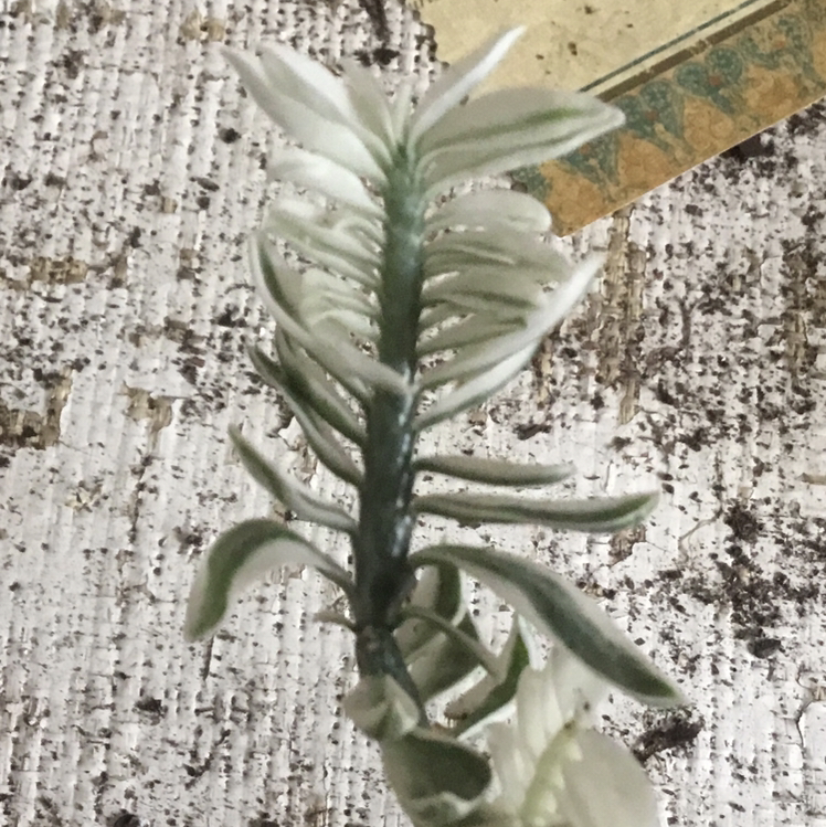 Close-up of a healthy gray-green succulent plant with thick spoon-shaped leaves, no soil visible.
