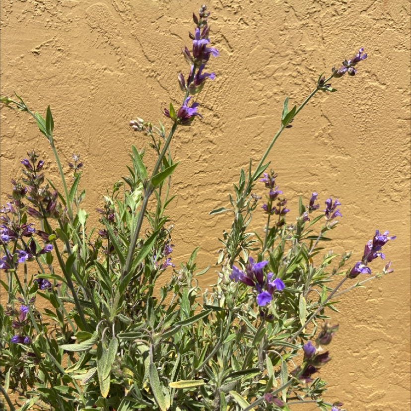 Common Sage plant with purple flowers against a yellow wall.