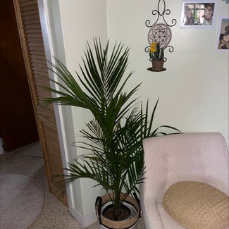 Majesty Palm plant in Jensen Beach, Florida
