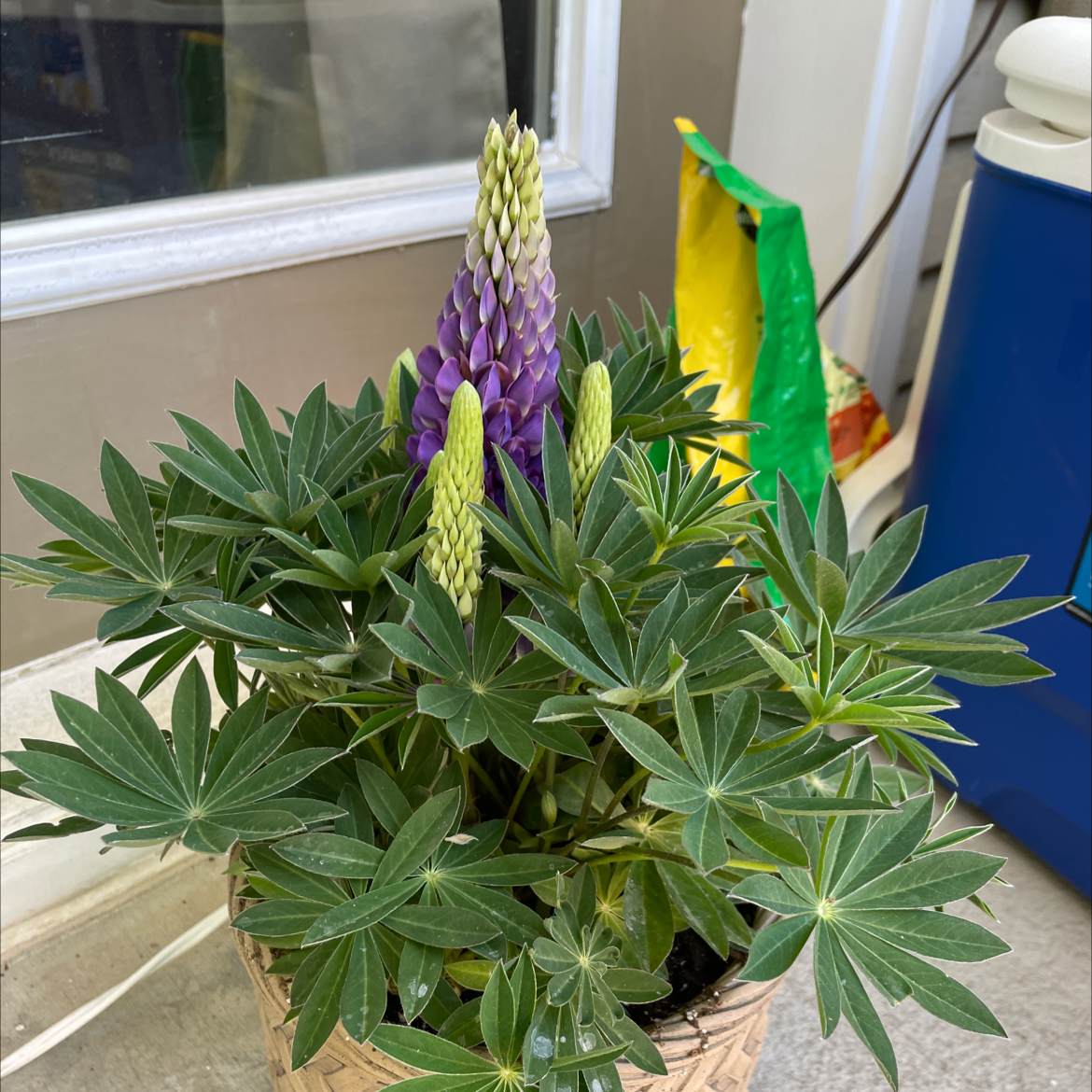 Big-Leaved Lupine plant with healthy green leaves and vibrant purple flowers in a pot.