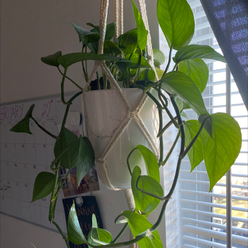 Taro Vine plant photo by Hannah named Pot-hoe on Greg, the plant care app.