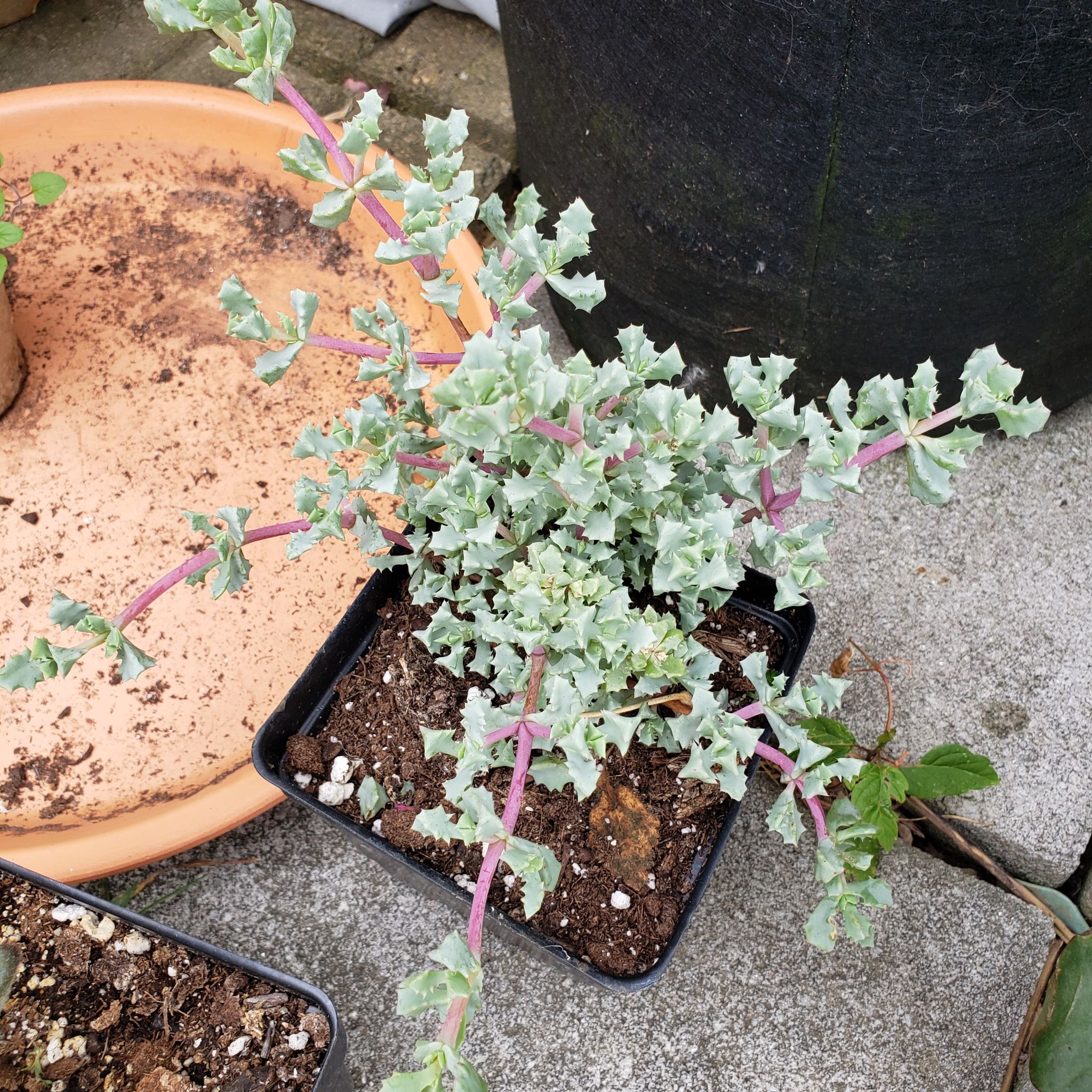 Photo of the plant species Deltoid-Leaved Dew Plant by @krazykatkadi531 named Dewie on Greg, the plant care app