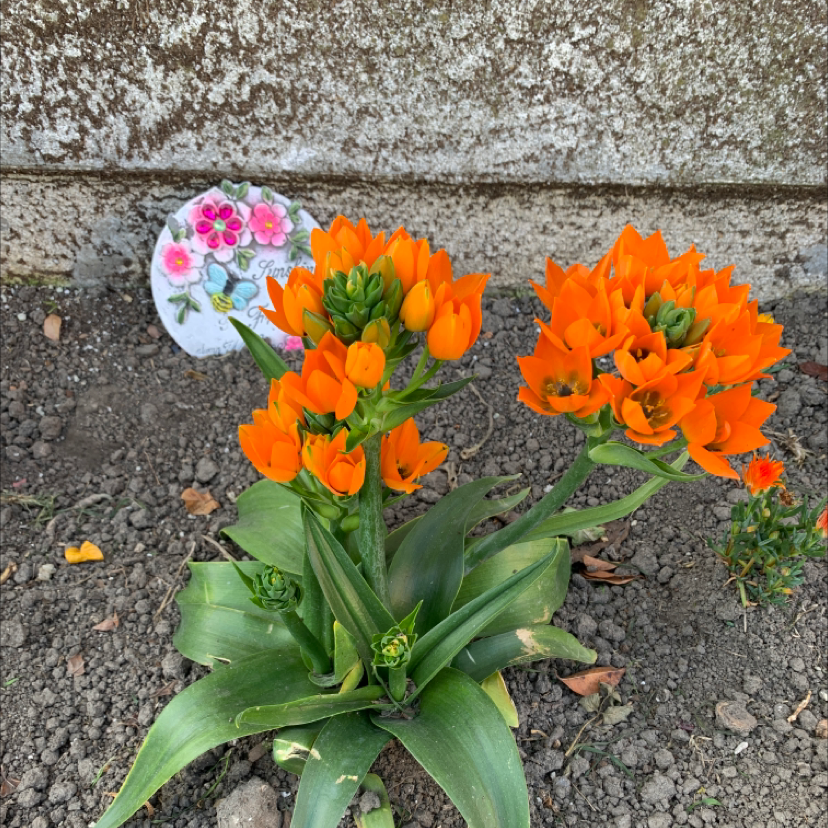 Sun Star plant with vibrant orange flowers, healthy leaves, and visible soil.