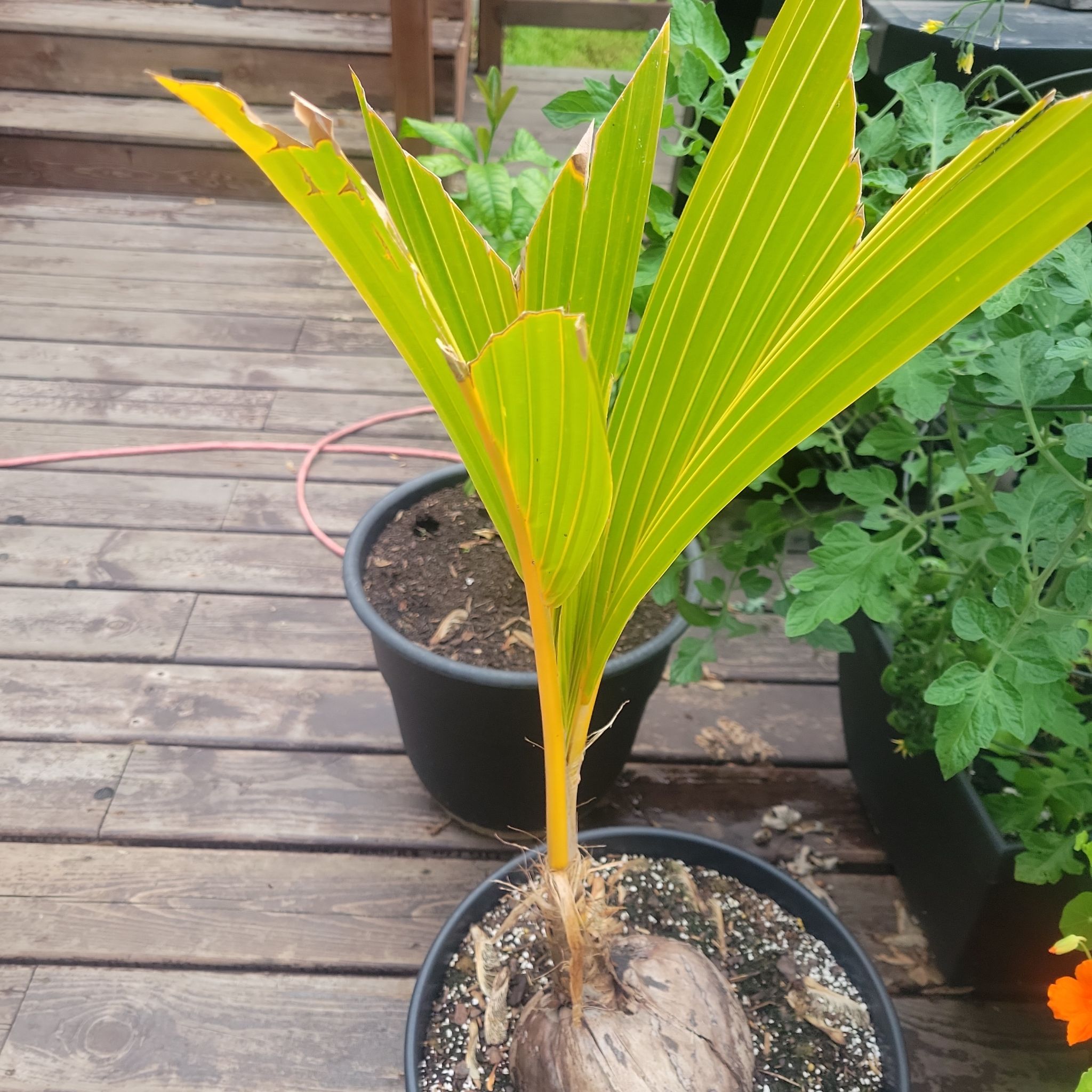 Young coconut plant in a pot with some yellowing and browning leaves.