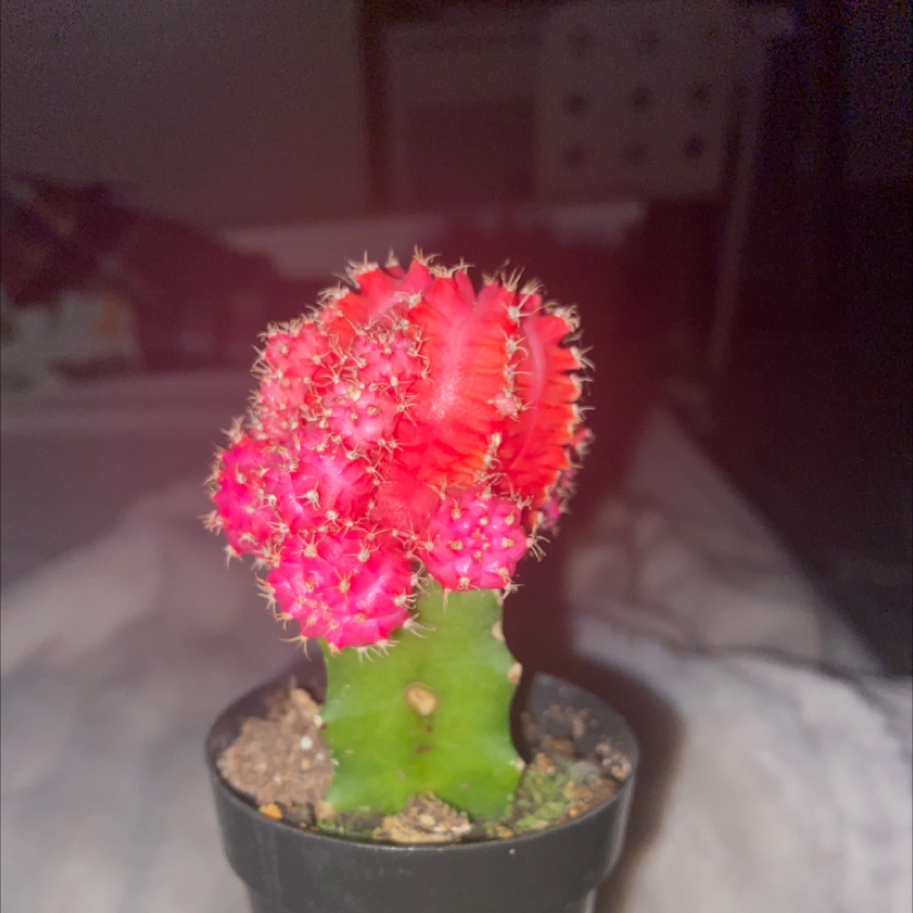 Moon Cactus plant photo by Grace named misty on Greg, the plant care app.