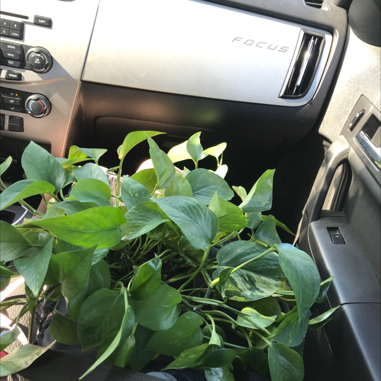 Taro Vine plant photo by @PennyLanePlants named Apollo on Greg, the plant care app.