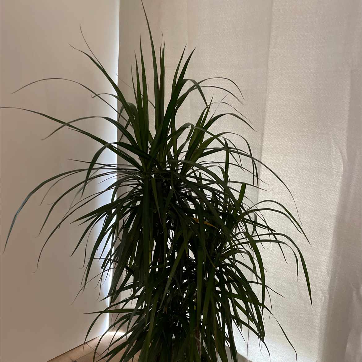 Open Weave Dragon Tree with long, narrow leaves, well-framed and healthy.