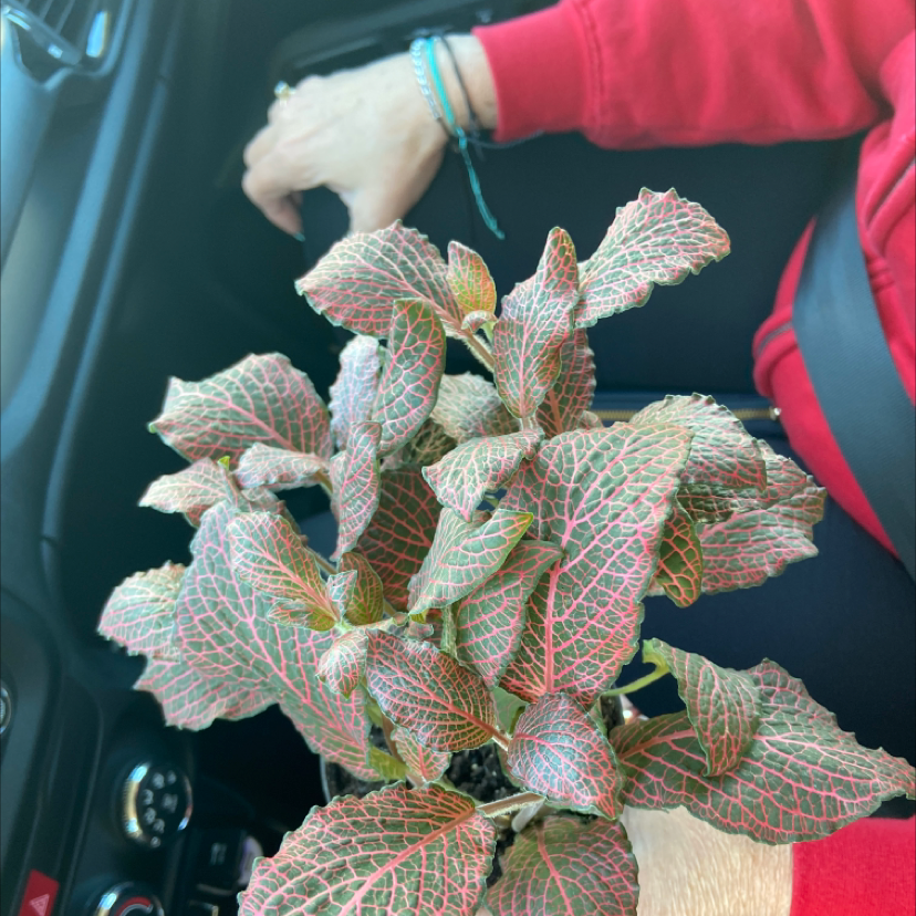 Red Anne Nerve Plant with red and green veined leaves held by a person in a car.