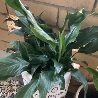 Peace Lily plant in Mount Pleasant, Queensland