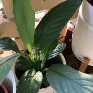 Peace Lily plant in Mount Pleasant, Queensland