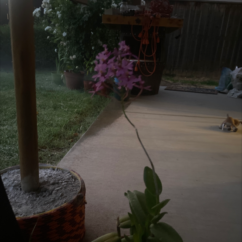 Photo of the plant species Lopsided Star Orchid by @HopefulMum named Aunt iris on Greg, the plant care app