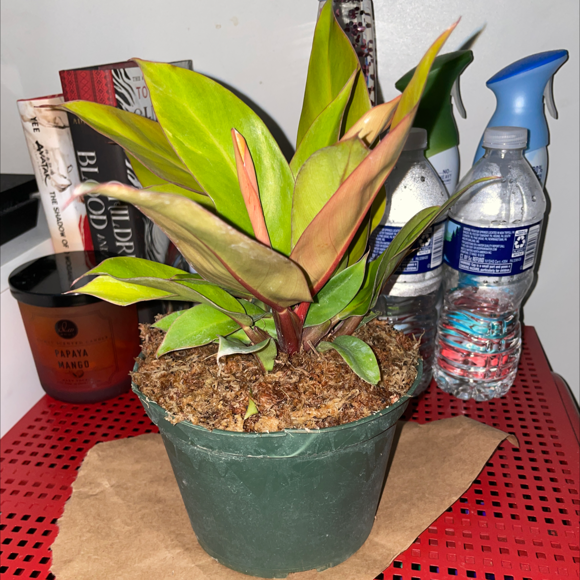 Philodendron Prince of Orange plant in a pot with vibrant orange and green leaves.