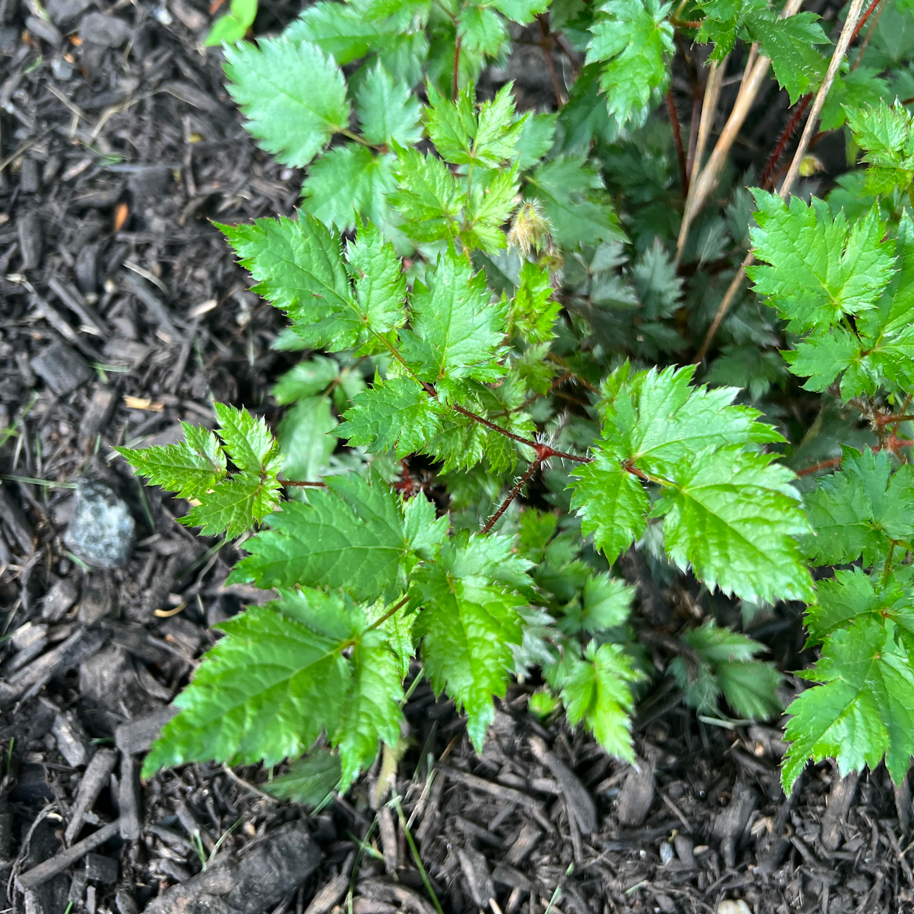 Photo of the plant species pepper vine by @CivilizedDaisy named Outside plant 1 on Greg, the plant care app