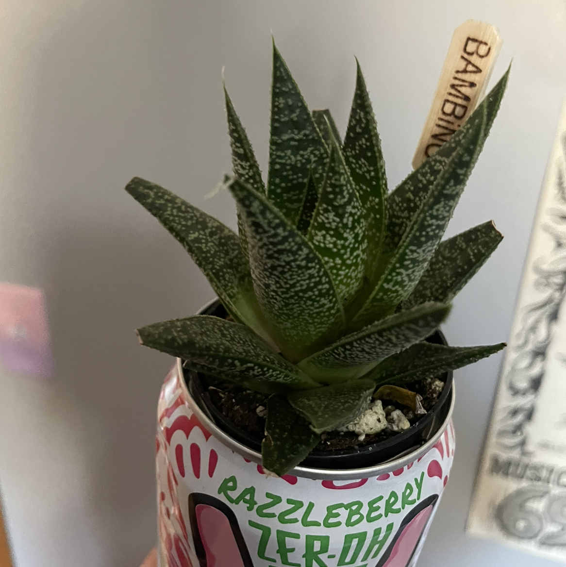 Healthy Bredasdorp Gasteria plant in a small container with visible soil.