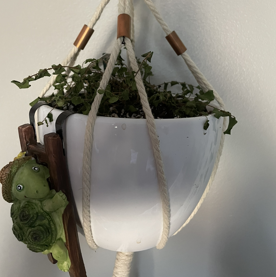 Hanging white pot with a Pellaea rotundifolia plant showing significant browning. Decorative turtle figure attached.